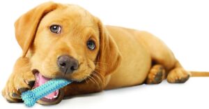 Nylabone Puppy Dental Bone XS Kip Blauw