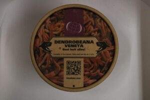 Dendrobena wormen